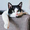 Meoww_L